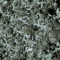 Helmschwielen-Flechte Physcia-adsendens,
an nährstoffreichen Borken, an lichten Stellen