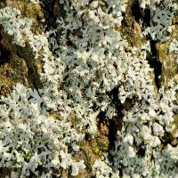 Helmschwielen-Flechte Physcia-adsendens,
an nährstoffreichen Borken, an lichten Stellen