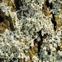 Helmschwielen-Flechte Physcia-adsendens,
an nährstoffreichen Borken, an lichten Stellen