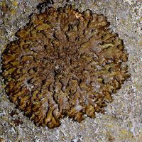 Blattflechte Parmelia-glabratula,
an sauren, glatten Borken, bevorzuge lichte Standorte