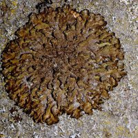 Blattflechte Parmelia-glabratula,
an sauren, glatten Borken, bevorzuge lichte Standorte