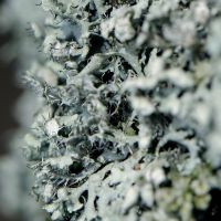 Helmschwielen-Flechte Physcia-adsendens,
an nährstoffreichen Borken, an lichten Stellen