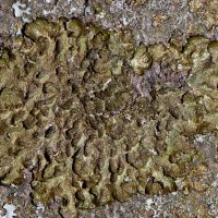 Blattflechte Parmelia-glabratula,
an sauren, glatten Borken, bevorzuge lichte Standorte