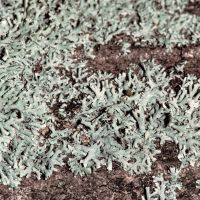 Blattflechte Physcia-tenella,
an nährstoffreichen Borken