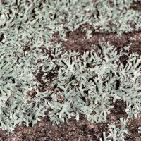 Blattflechte Physcia-tenella,
an nährstoffreichen Borken