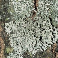 Blattflechte Physcia-tenella,
an nährstoffreichen Borken