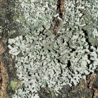 Blattflechte Physcia-tenella,
an nährstoffreichen Borken