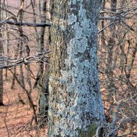 Blattflechen am Eichenstamm