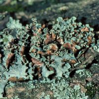 Blattflechte Platismatia-glauca, auf sauren, nährstoffarmen Borken