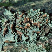 Blattflechte Platismatia-glauca, auf sauren, nährstoffarmen Borken