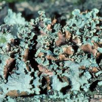 Blattflechte Platismatia-glauca, auf sauren, nährstoffarmen Borken