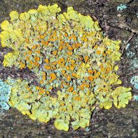 Blattflechte Xanthoria-parietina,
an basischen, nährstoffreichen Borken,
lichtbedürftig
