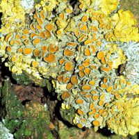 Blattflechte Xanthoria-parietina,
an basischen, nährstoffreichen Borken,
lichtbedürftig