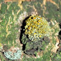 Blattflechte Xanthoria-polycarpa, an basischen, nährstoffreichen Borken,
lichtbedürftig