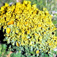 Blattflechte Xanthoria-polycarpa an basischen, nährstoffreichen Borken,
lichtbedürftig