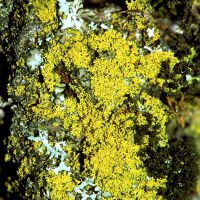Blattflechte Candelaria -concolor,
an basenreichen Borken, lichtbedürftig