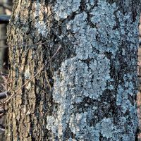 Blattflechen am Eichenstamm