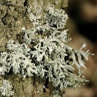 Strauchflechte Evernia prunastri,
an mäßig sauren, mäßig nährstoffreichen Borken