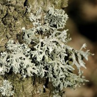 Strauchflechte Evernia prunastri,
an mäßig sauren, mäßig nährstoffreichen Borken