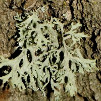 Strauchflechte Evernia prunastri,
an mäßig sauren, mäßig nährstoffreichen Borken
