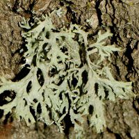 Strauchflechte Evernia prunastri,
an mäßig sauren, mäßig nährstoffreichen Borken