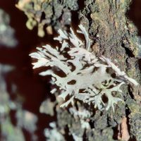 Strauchflechte Evernia prunastri,
an mäßig sauren, mäßig nährstoffreichen Borken