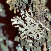 Strauchflechte Evernia prunastri,
an mäßig sauren, mäßig nährstoffreichen Borken