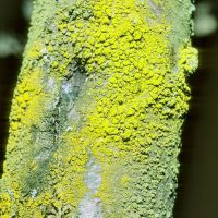 Krustenflechte Candelariella-reflexa, Lager sorediös aufgelöst
an nährstoffreichen, belichteten Borken
