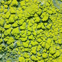 Krustenflechte Candelariella-reflexa, Lager sorediös aufgelöst
an nährstoffreichen, belichteten Borken
