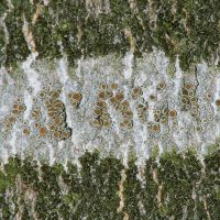 Krustenflechte Lecanora-argentata,
an der Borke verschiedener Waldbäume