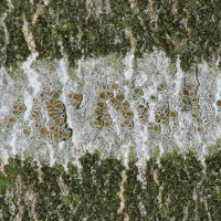 Krustenflechte Lecanora-argentata,
an der Borke verschiedener Waldbäume