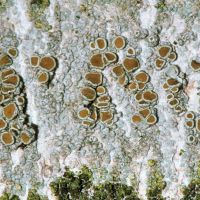Krustenflechte Lecanora-argentata,
an der Borke verschiedener Waldbäume