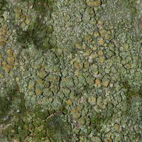 Krustenflechte Lecanora-conicaeoides,
an verschiedenen Baumarten mit saurer Borke