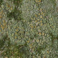 Krustenflechte Lecanora-conicaeoides,
an verschiedenen Baumarten mit saurer Borke