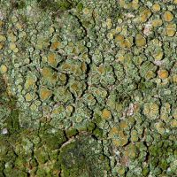 Krustenflechte Lecanora-conicaeoides,
an verschiedenen Baumarten mit saurer Borke