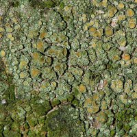 Krustenflechte Lecanora-conicaeoides,
an verschiedenen Baumarten mit saurer Borke