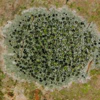 Krustenflechte Lecidella-elaeochroma, an Waldbäumen mit glatter Borke