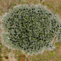 Krustenflechte Lecidella-elaeochroma, an Waldbäumen mit glatter Borke