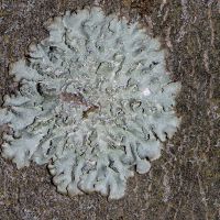 Blasenflechte Hypogymnia-physodes,
bevorzugt saure Borken