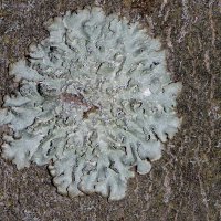 Blasenflechte Hypogymnia-physodes,
bevorzugt saure Borken