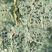 Krustenflechte Lecidella-elaeochroma, an Waldbäumen mit glatter Borke