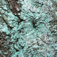 Krustenflechte Lepraria-incana,
mit völlig sorediös aufgelöstem Lager,
an Borken luftfeuchter, beschatteter Stellen