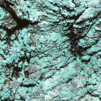 seröse Krustenflechte Lepraria-incana,
mit völlig sorediös aufgelöstem Lager,
an Borken luftfeuchter, beschatteter Stellen