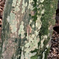 Schriftflechte Graphis-scripta,
an Bäumen mit glatter Borke in luftfeuchten Wäldern