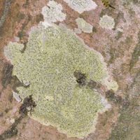 Schriftflechte Graphis-scripta,
an Bäumen mit glatter Borke in luftfeuchten Wäldern