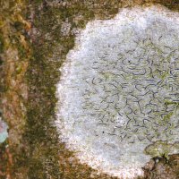 Schriftflechte Graphis-scripta,
an Bäumen mit glatter Borke in luftfeuchten Wäldern