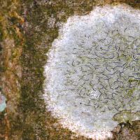 Schriftflechte Graphis-scripta,
an Bäumen mit glatter Borke in luftfeuchten Wäldern