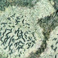 Schriftflechte Graphis-scripta,
Schriftflechte Graphis-scripta,
mit lang gestrecken schwarzen Apothecien