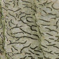 Schriftflechte Graphis-scripta,
mit lang gestrecken schwarzen Apothecien