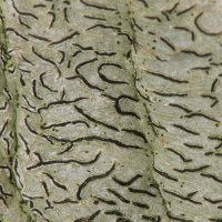 Schriftflechte Graphis-scripta,
mit lang gestrecken schwarzen Apothecien